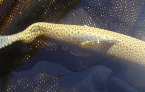 River rainbow trout with a deformed