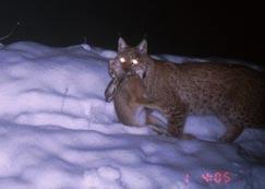In Poland up to 36% of roe deer and 13% of red deer were taken by lynx.