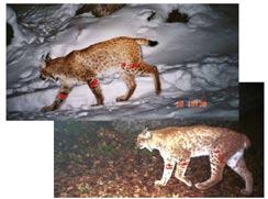 Analysis and data specific representation. As lynx can be distinguished individually on the basis of their coat pattern, there is no need to physically mark the animals.