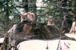 2.2. Lynx biology and life history Reproduction and mortality: Mating takes place from February to mid-april (Balkan lynx January to February according to Mirić 1981).