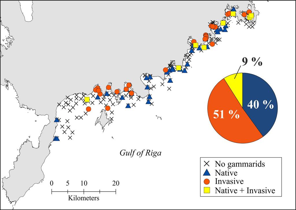 Invasive Gammarus tigrinus in coastal areas of northern Baltic Sea Figure 2. Distribution of gammarid species based on the large spatial scale study in 2005 (n = 150 stations).
