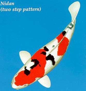 Tancho Showa (Tancho) This is a Koi with a single red area on