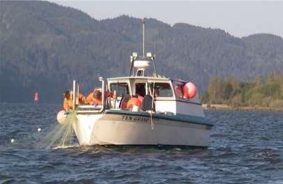 Commercial tangle net crew hauling in a