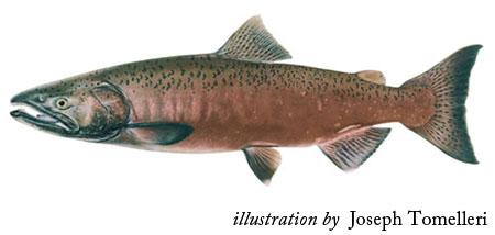 A.18 CENTRAL VALLEY SPRING-RUN CHINOOK SALMON (ONCORHYNCHUS TSHAWYTSCHA) A.18.1 Legal and Other Status Central Valley Chinook salmon are composed of several genetically distinct races, or evolutionarily significant units (ESU)1.