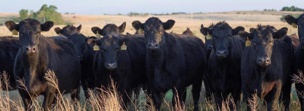 Angus Main beef cattle breed in
