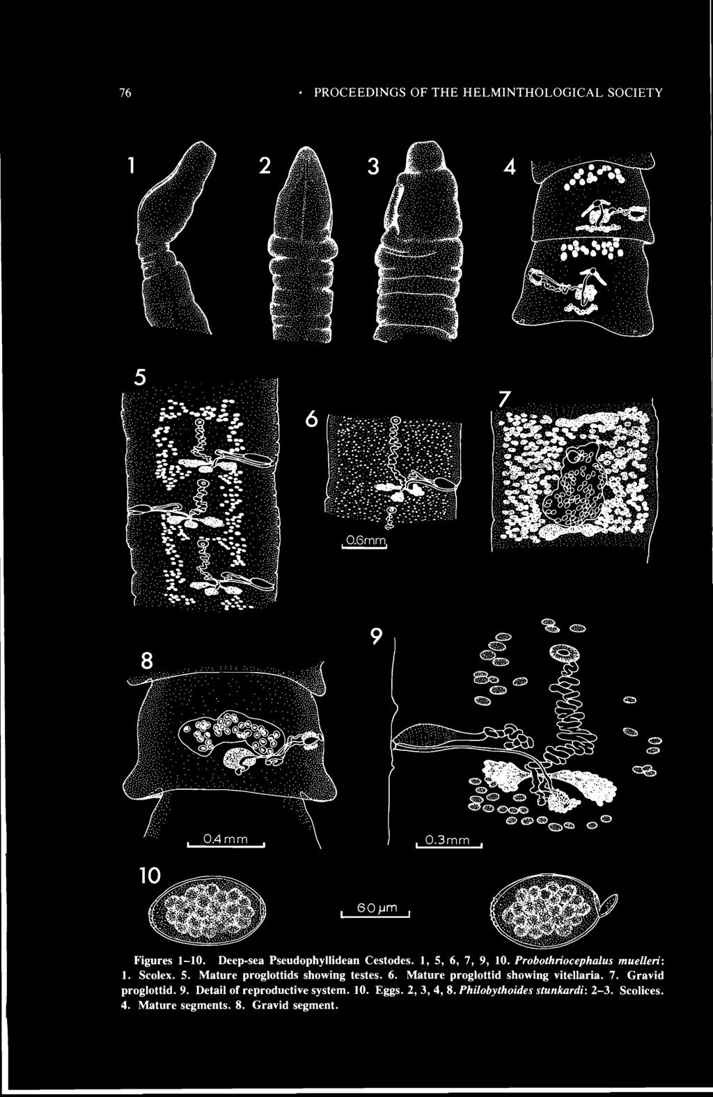 76 PROCEEDINGS OF THE HELMINTHOLOGICAL SOCIETY Figures 1-10. Deep-sea Pseudophyllidean Cestodes. 1, 5, 6, 7, 9, 10. Probothriocephalus muelleri: 1. Scolex. 5. Mature proglottids showing testes. 6. Mature proglottid showing vitellaria.