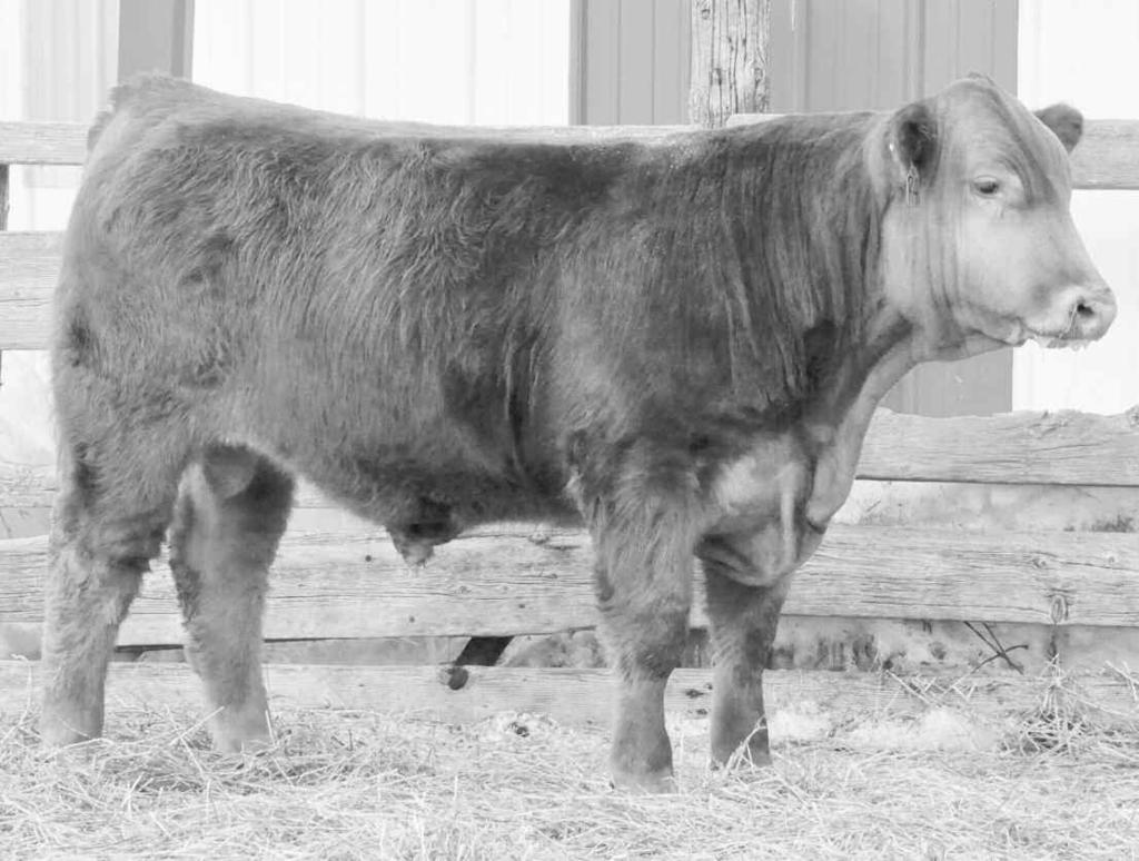0.8 42 87 22 43 BW: 88 WW: 645 Adj. WW: 658 Adj. YW: This Crazy Horse Balancer calf is out of a Red Angus cow we purchased from the Weidenbach Ranch at the BHSS.