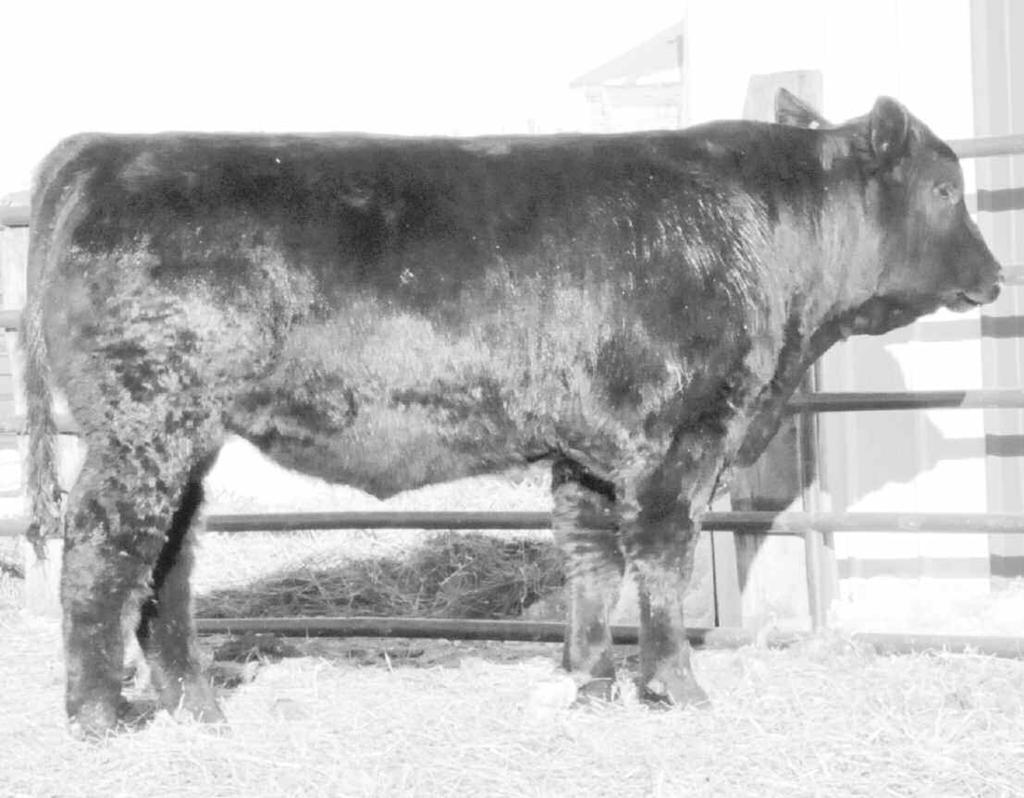 YW: A Gizmo son that is deep bodied out of one of our most consistent red cows. A purebred bull that should pass on outstanding performance and growth to his offspring. Lot 8 VLK 933W Black Reg.
