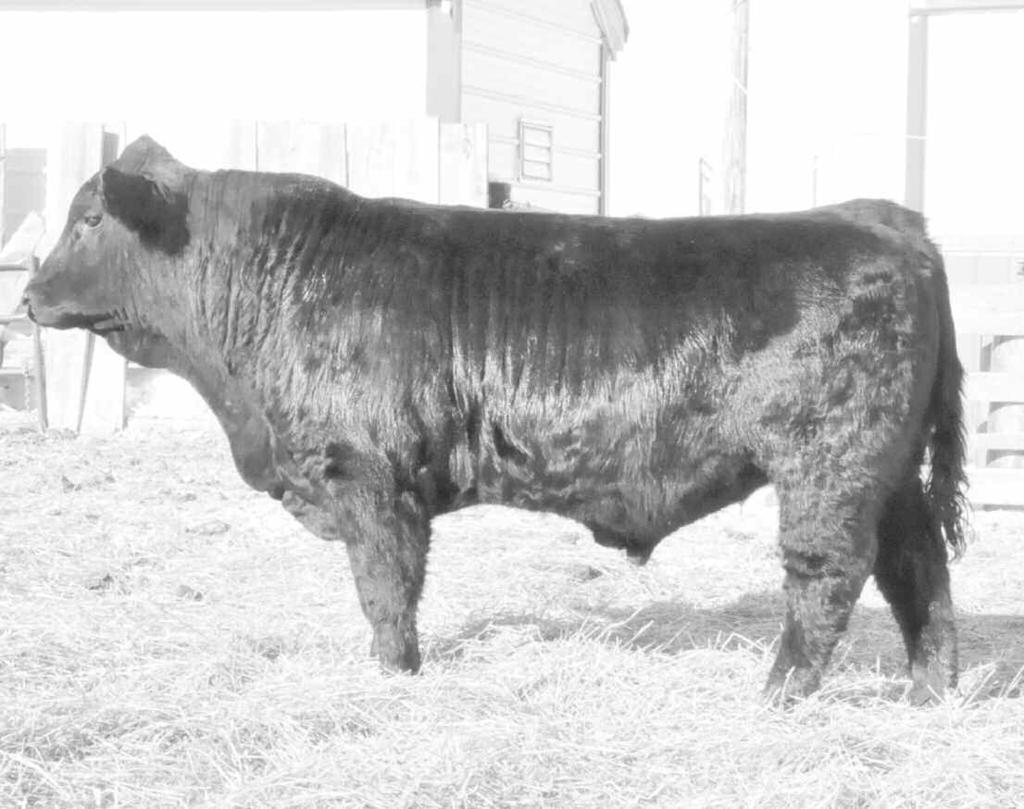 2 56 97 18 46 BW: 95 WW: 610 Adj. WW: 695 Adj. YW: This stout rugged made bull is very complete and has excellent growth EPD s. Lots of rib shape and volume with loads of red meat.