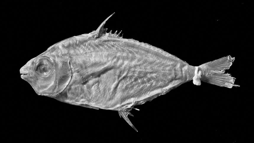 2007 CHAKRABARTY AND SPARKS: REVISION OF PONYFISH NUCHEQUULA 19 Fig. 10. Holotype of Nuchequula pan, CUMZ 2528, 2, 9, 1, 65.0 mm SL. ristic data are presented in table 4.