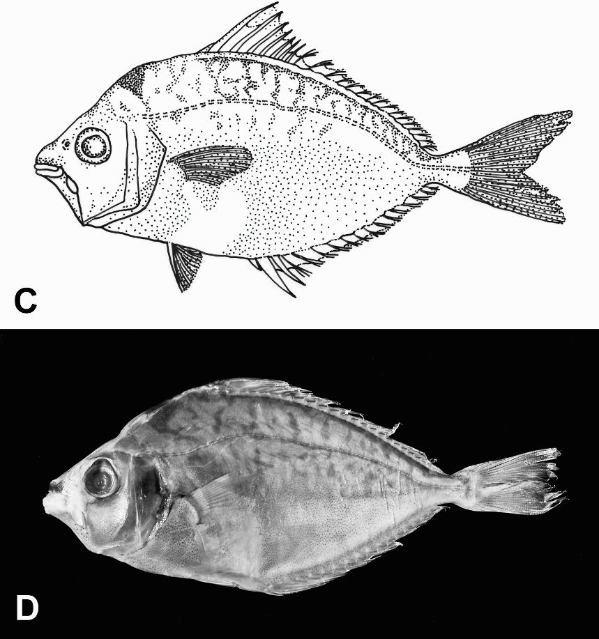 2007 CHAKRABARTY AND SPARKS: REVISION OF PONYFISH NUCHEQUULA 9 Fig. 4. Continued. fins are asquamate. Some specimens possess scales on the cheek and in the interpelvic region.