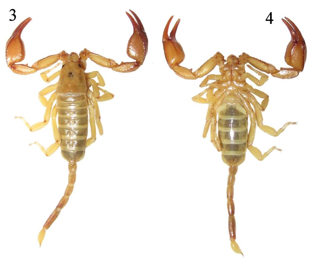 Tropea, Yağmur & Yeşilyurt: New Euscorpius from Turkey 3 Figures 3 4: Euscorpius gocmeni sp. n., female, dorsal and ventral views.