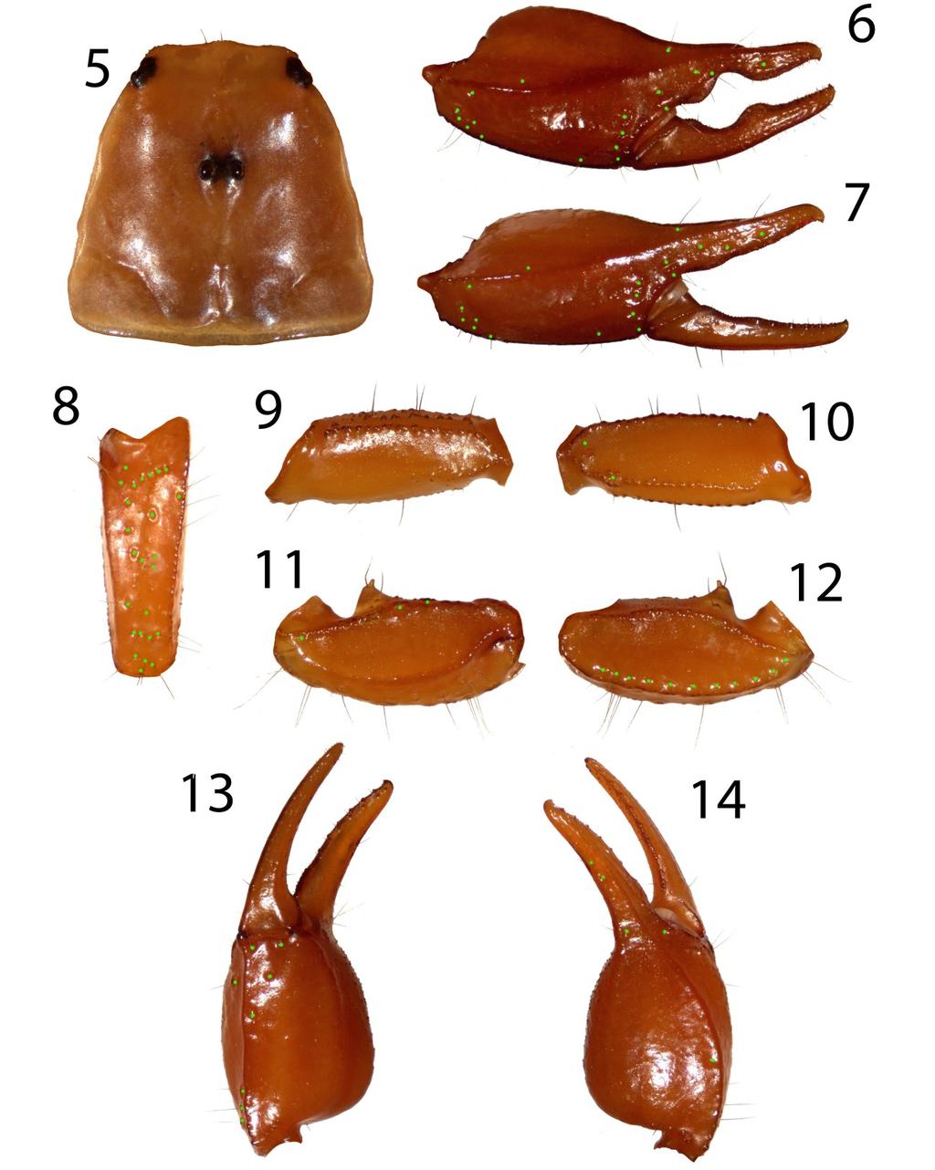 4 Euscorpius 2014, No. 184 Figures 5-14: Euscorpius gocmeni sp. n. 5. Carapace. 6. External view of chela of the adult male. 7. External view of chela of the adult female. 8.