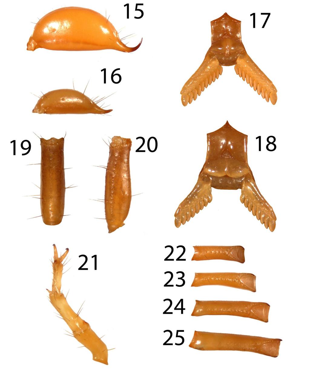 Tropea, Yağmur & Yeşilyurt: New Euscorpius from Turkey 5 Figures 15 25: Euscorpius gocmeni sp. n. 15. Telson of adult male. 16. Telson of adult female. 17. Sternopectinal area of adult male. 18.