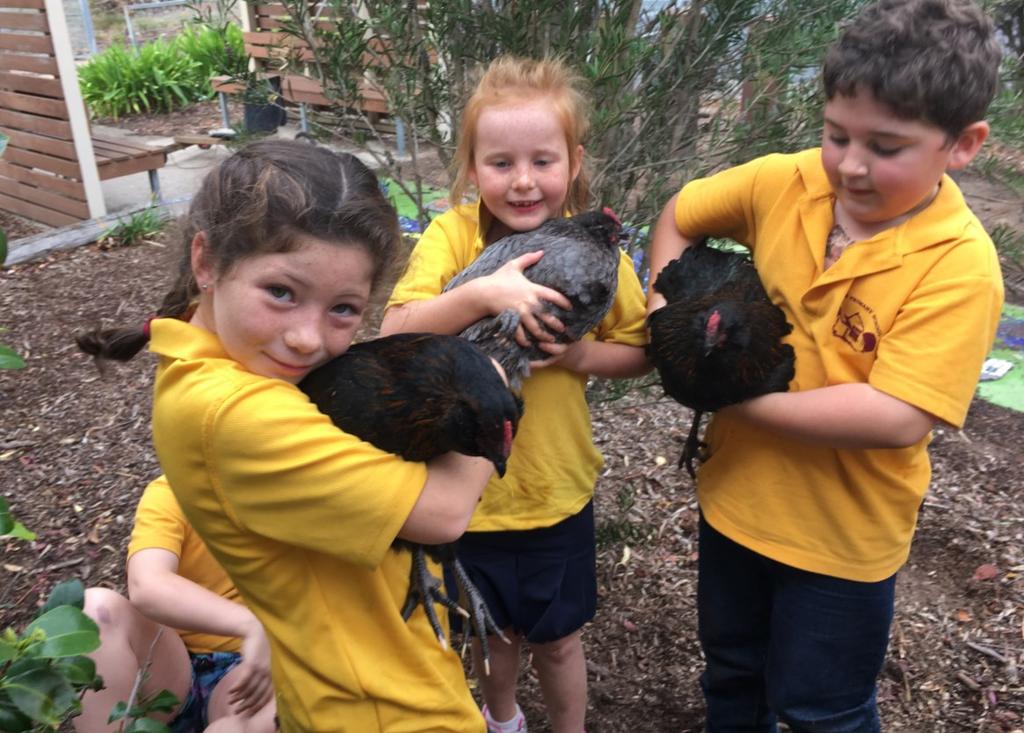 Chooks Our girls are becoming
