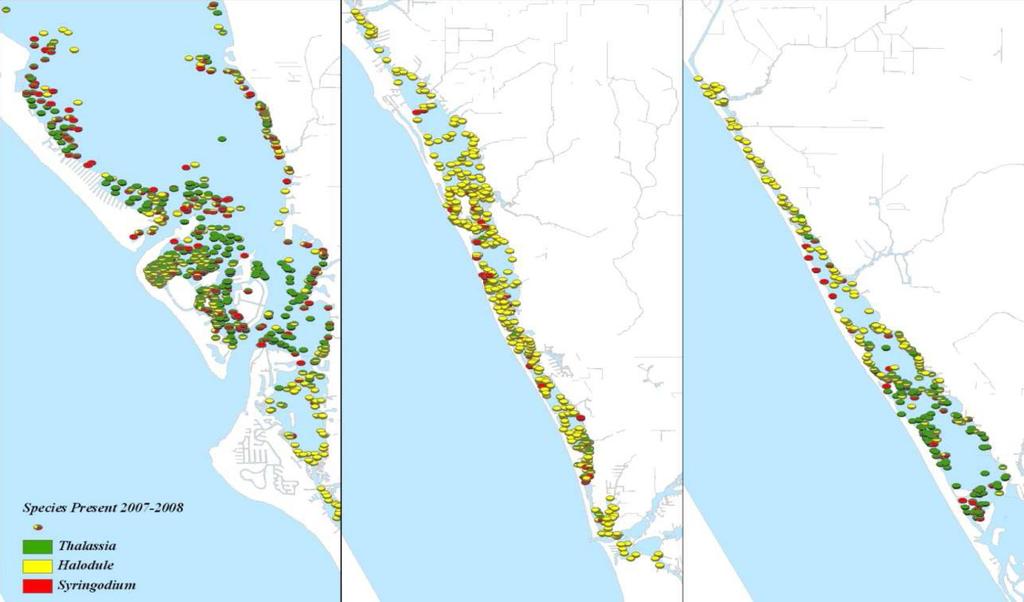 Figure 3 Occurrence of seagrass in Sarasota Bay and Roberts Bay (left), Little Sarasota Bay and Blackburn Bay (middle), and Lemon Bay (right). Data from the Sarasota County monitoring program.