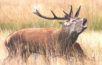 HUNTINg AREA AJKA Red deer Hunting season: stag, hind: 1st September - 31st January young hind, calf: 1st September - 31 th January Hunting of the stag Trophy weight (kg) /10g >1,99 200-2,00-2,99
