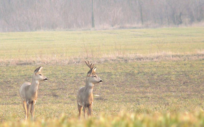 Roe deer Hunting season: roebuck: 15th April- 30th September roe doe, fawn: 1st October 28th February Hunting of the roebuck Trophy weight (g) /10g >249 160-250-299 160 +2,5 300-349 285 +3,8 350-399
