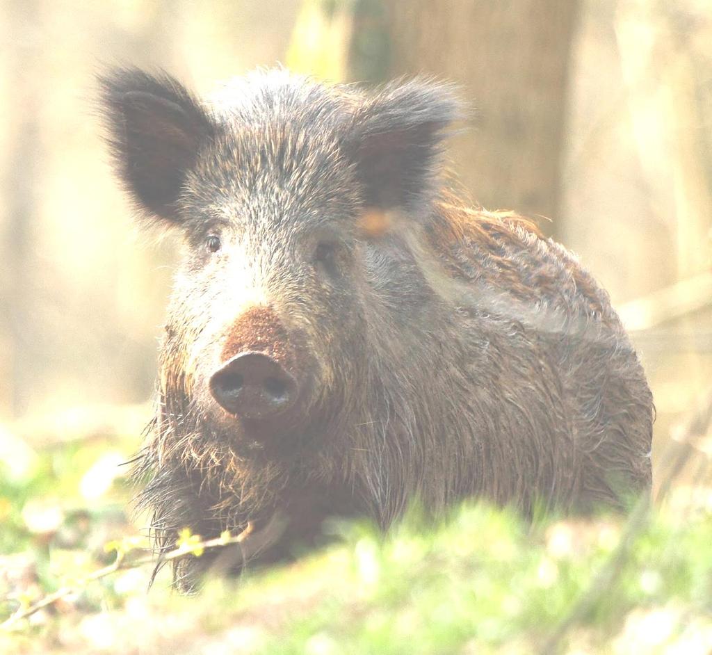 Wild boar individual hunting Hunting season: boar, young boar, piglet, sow all year long Hunting of the boar Tusk length (cm) /mm >11,99 250 12,00< 300 +10 Determination of
