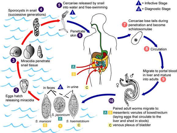Life Cycle Chronic Disease S mansoni and S japonicum -> GI system Granuloma