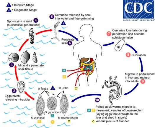Schistosomiasis transmission cycle (cdc.