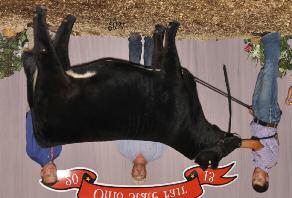 She is young but she will be something very special as she matures. - A maternal sister was Third Overall of the 2013 Ohio Expo and Ohio State Fair for Tyler Clark, OH.