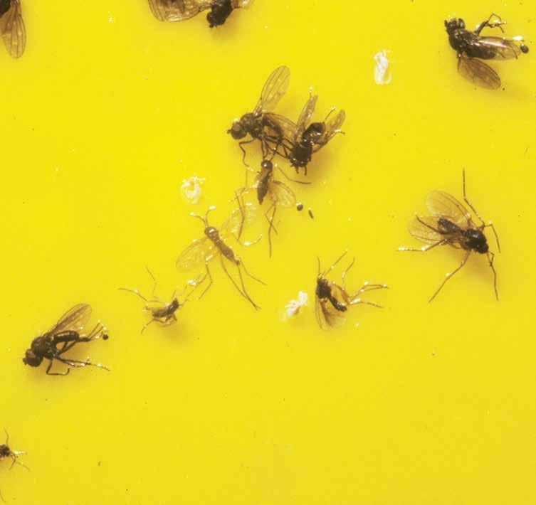 STATE OF THE ADVERTORIAL Fungus gnats Small flies are a persistent problem, and controlling them requires a partnership between the PMP and customer.