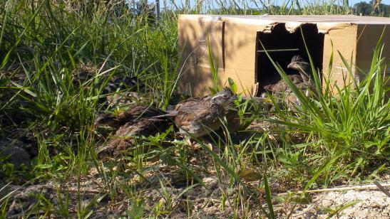 The purpose of this was for the NPS to conduct a study to determine if pen raised Quail could survive in the wild.