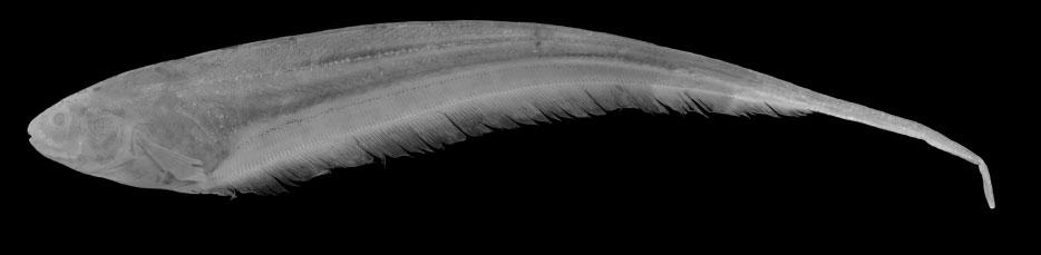 EIGENMANNIA TRILINEATA SPECIES-GROUP 393 Figure 7. Lateral view of Eigenmannia desantanai sp. nov., holotype, MPEG 31306, 129.