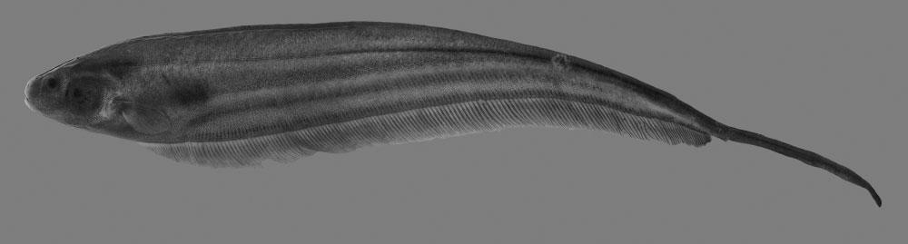 394 L. A. W. PEIXOTO ET AL. of scales above lateral line, 8(7), 9(6), or 10*(7). Scales over anal-fin pterygiophores approximately one-half size of others.