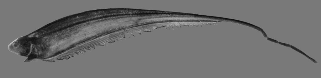 396 L. A. W. PEIXOTO ET AL. Figure 11. Lateral view of Eigenmannia matintapereira sp. nov., holotype, MZUSP 109618, 152.
