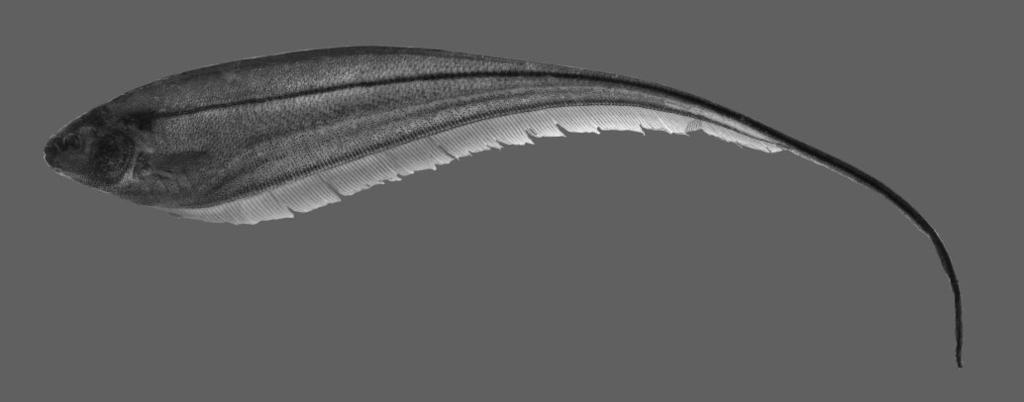 EIGENMANNIA TRILINEATA SPECIES-GROUP 401 pterygiophores. Four longitudinal dark stripes along body.