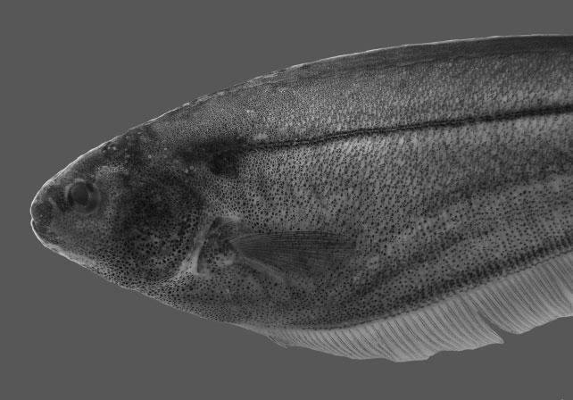 402 L. A. W. PEIXOTO ET AL. Figure 16. Lateral view of head of Eigenmannia muirapinima sp. nov., holotype, MPEG 21778, 98.