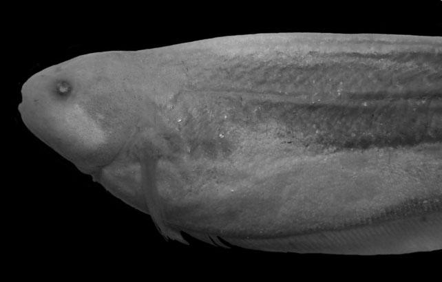 Superior medial stripe thick, two scales deep, tapering from vertical between base of anal-fin rays 25 30 to posterior one-third of body.