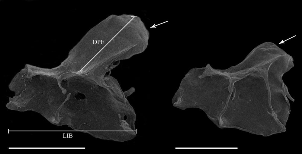 386 L. A. W. PEIXOTO ET AL. Figure 1. Scanning electron micrographs (SEMs) of infraorbitals 1 + 2, lateral view, anterior to left: A, Eigenmannia antonioi sp. nov. (MPEG 10182, 88.
