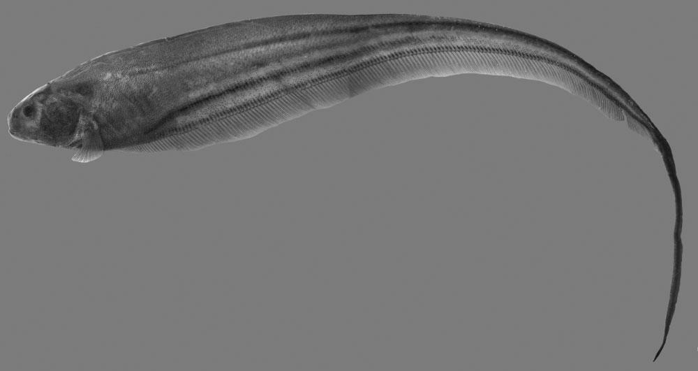 388 L. A. W. PEIXOTO ET AL. Figure 2. Lateral view of Eigenmannia antonioi sp. nov., holotype, MPEG 10181, 153.