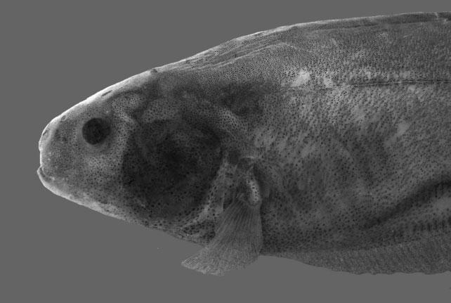 Lateral view of head of Eigenmannia antonioi sp. nov., holotype, MPEG 10181, 153.2 mm LEA, Rio Anapu at Floresta Nacional de Caxiuanã, Município de Portel, Rio Amazonas basin, Pará, Brazil, 2 05 0.