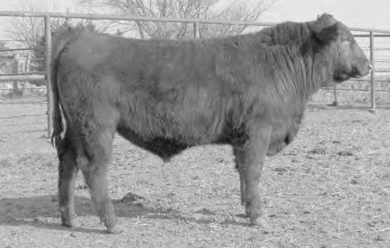 R70W A Julian TT 780 bull