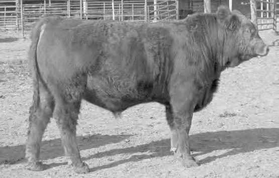 Red SimAngus Bulls R2Y Twin to