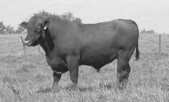 Red Angus Herdsires BECKTON WARRIOR R577 T1 Frame 6.
