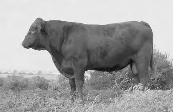 Warrior has consistently produced many of our top-selling calves with his thickness, correctness and outstanding data. LSFR PURE COUNTRY 16P Frame 6.