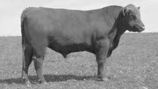 We purchased N859 in the 2004 Beckton sale, Sheridan, WY. He was one of the youngest (May 8, 2003) bulls in the sale.