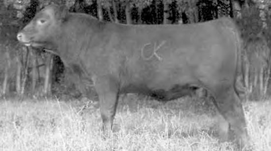 Our 10 calf crop includes outstanding calves by Hustler. Don t miss them!