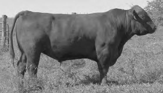 0 ME EPD Ranks in the lightest 2% of the breed for birth weight EPD An ET calf that sold for $9,000 at the 2008 Beckton Sale where we bought him BSF EPIC T586 K4 Frame 6.