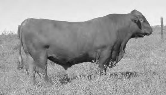 05 A quality 5-frame bull with light birth weight and above-average performance Dam has a 101.8 MPPA A -9.2 BW bull that came small at 67 lbs.