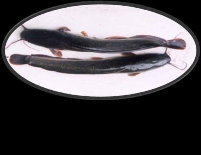 Catfish Clarias gariepinus Issues on exotics in aquaculture Tilapia and the milkfish aquaculture Tilapia and the sinarapan