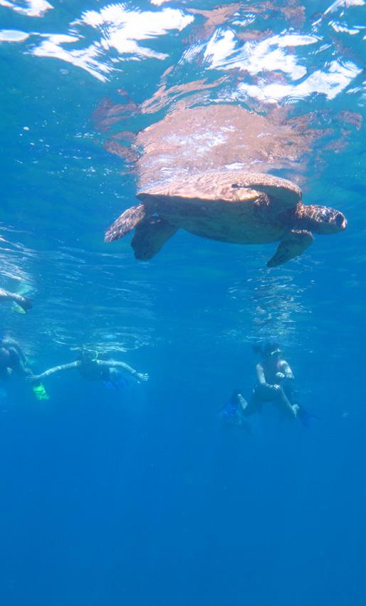 trip overview The island of Maui is an adventure paradise for those who heed the call of the aquatic.