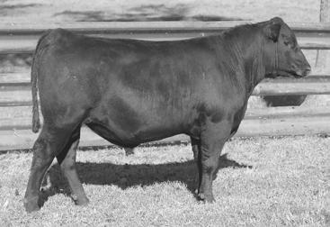 26 8D13 Performance Tested Bulls - Videos at www.tokeena.