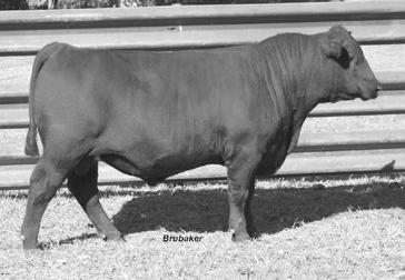 His Grand Dam records a progeny WR 3@102 and YR 2@102. He is a high-marbling bull that stems from the Pathfinder Louise 9L10 Pathfinder.