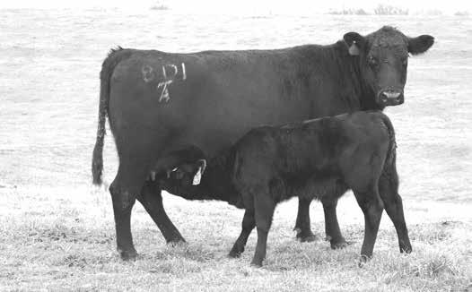Tokeena Angus Philosophy Profitability Starts With The Cow Growth and pounds are important to the profitability of every seedstock and commercial beef operation.